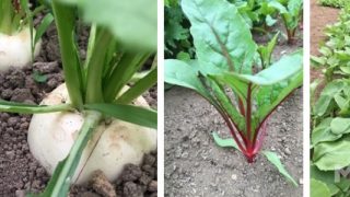 「ビオシェルジュ」がオープンしました！