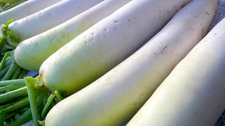 大根（ダイコン） – Veggiepedia