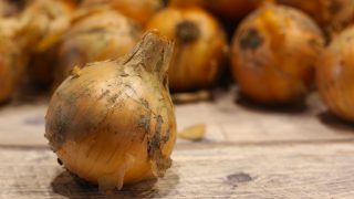 玉葱（タマネギ） – Veggiepedia