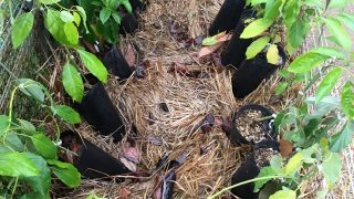 南伊豆アボカドPrj. – 第2回植樹祭は延期のご報告