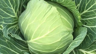 キャベツ – Veggiepedia