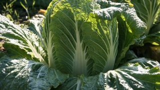 白菜（ハクサイ） – Veggiepedia