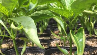 オーガニック農業 プロの技 その1