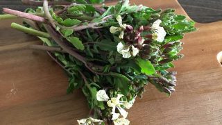 花ルッコラ rocket flowers