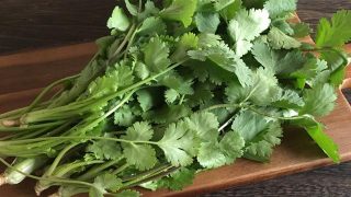 コリアンダー（パクチー） coriander