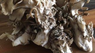 マイタケ maitake mushroom