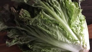 サニーレタス red leaf lettuce