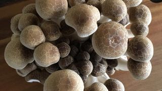 しめじ shimeji mushroom