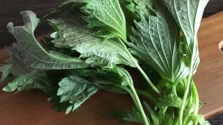 青シソ green shiso