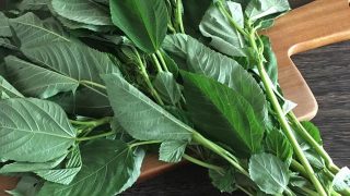 モロヘイヤ mulukhiyah