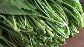 山ほうれん草 chard