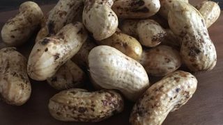 落花生（おおまさり） oomasari peanuts