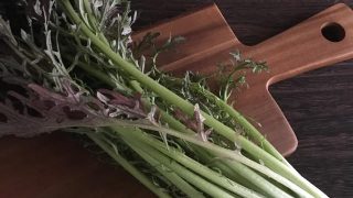 赤サラダからし菜 red leaf mustard