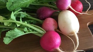 カラフルラディッシュ colorful radish mix