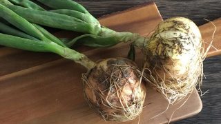 葉玉ねぎ young onion