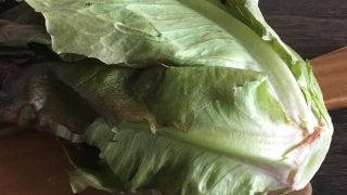 赤ロメインレタス red Romaine lettuce