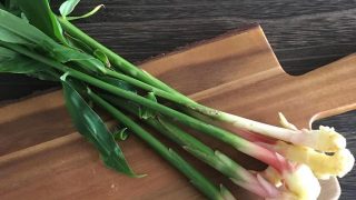 葉ショウガ ginger leaves