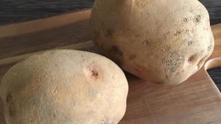ジャガイモ（北あかり）
