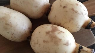 レンコン lotus root