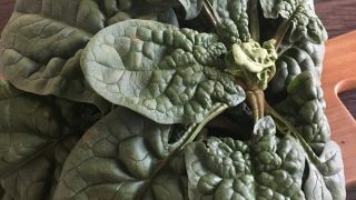 ちぢみほうれん草 savoy spinach