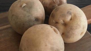 ジャガイモ（男爵） Irish cobbler potato