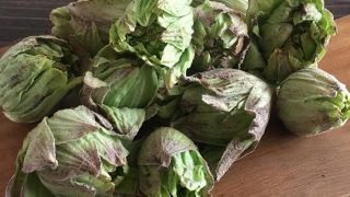 ふきのとう fukinotou