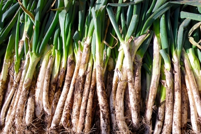 葱（ネギ） – Veggiepedia | 業務用オーガニック有機野菜なら「ビオ