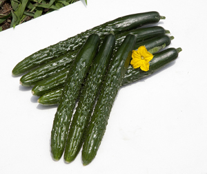 キュウリ – Veggiepedia | 業務用オーガニック有機野菜なら「ビオ