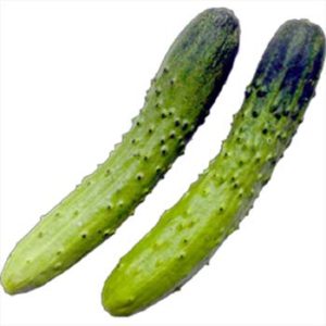キュウリ – Veggiepedia | 業務用オーガニック有機野菜なら「ビオ