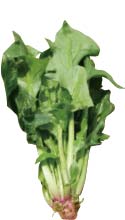 有機ほうれん草